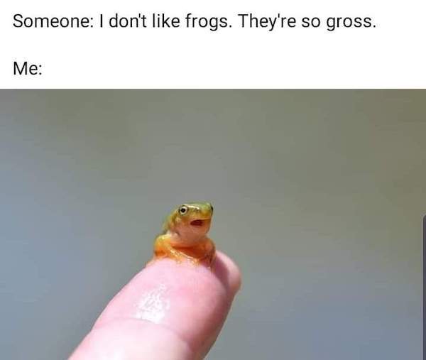 Don't FROGET to check out these TOADALLY RIBBETING frog memes