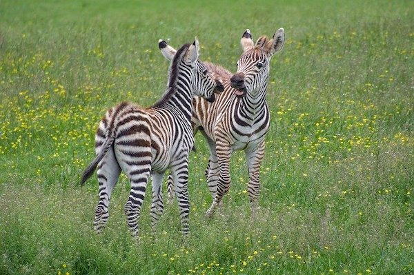 Sh!tty day? Here are 10 uplifting News stories plus zebras!