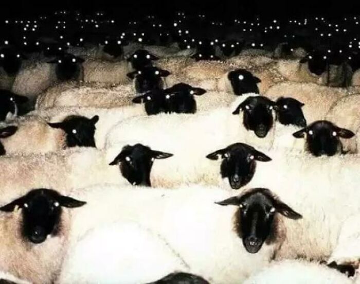 תמונות מפחידות שישאירו אותך ער בלילה (30 תמונות)