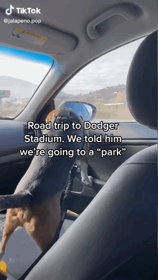 VIP (Very Important Pup) Toby gives a whole new meaning to Dodger Dog