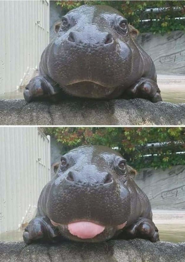 Derpy animals come in all shapes and sizes (30 Photos)