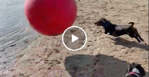 Dogs freak out when their ball grows 10x in size (Video)