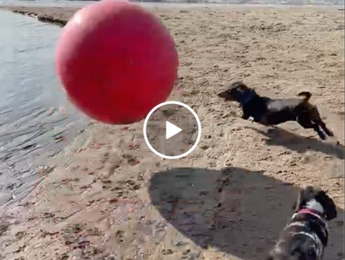 Dogs freak out when their ball grows 10x in size (Video)