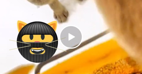 POV look from a literal cat burglar's food heist (Video)