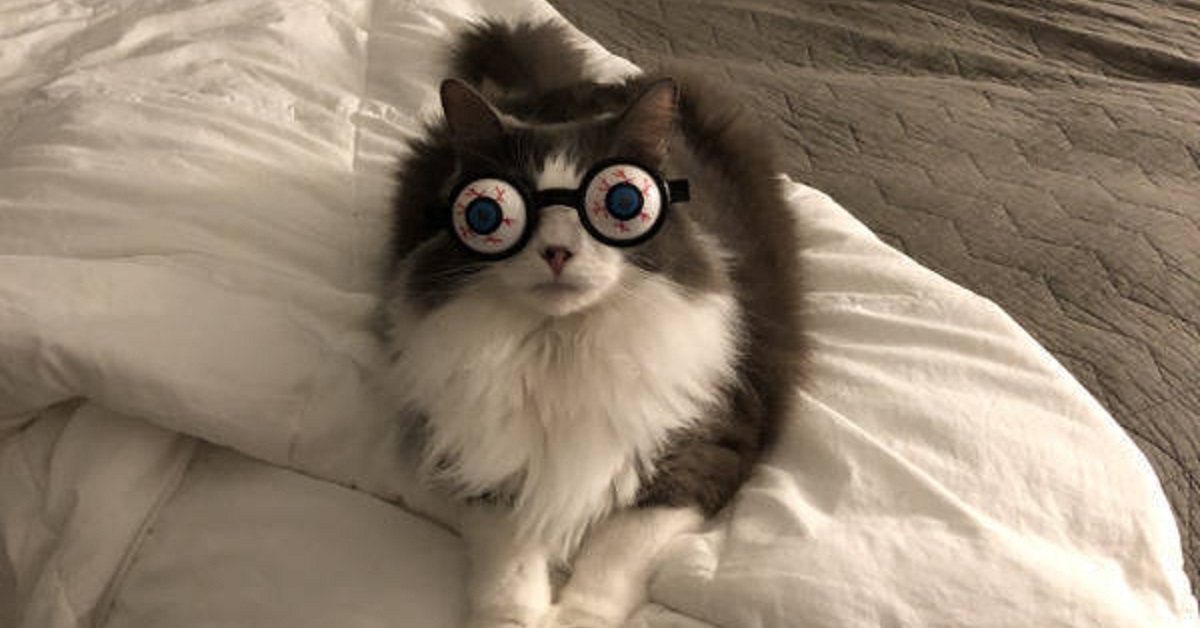 Cat Saturday Is Always Purrfect