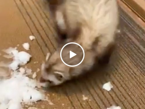 Tony the ferret Montana loved snow from the start (Video)