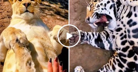 Forbidden belly rubs look worth it to me (Video)