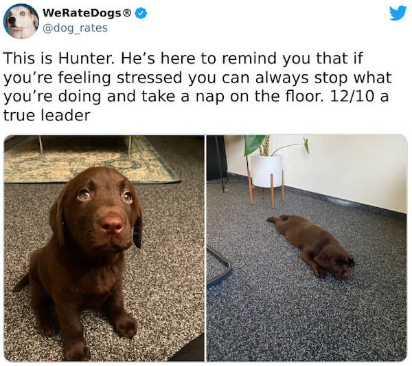 Twitter account dog_rates judges people's dogs theCHIVE Humor