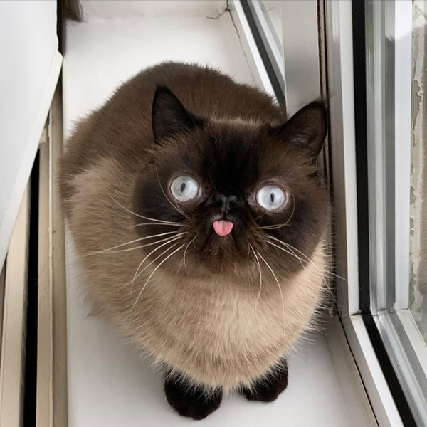 Welcome to Cat Saturday.