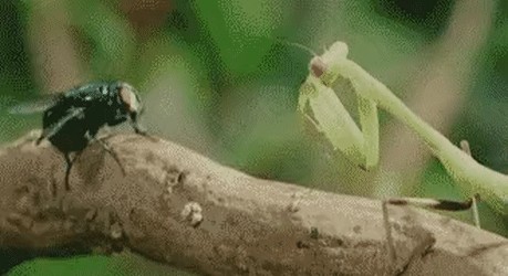 praying mantis eating mate gif