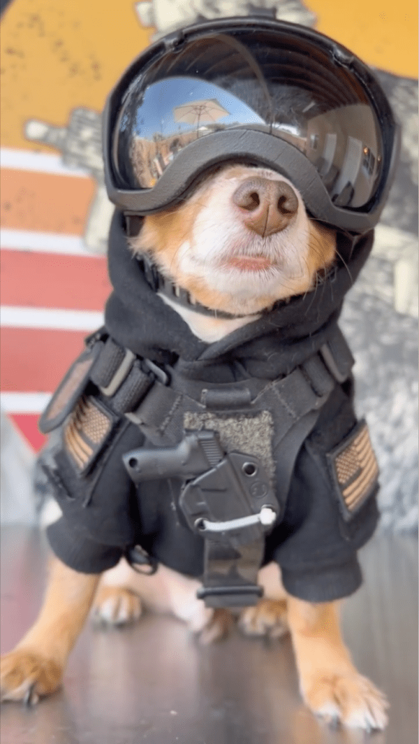 NEW K-9 Protective ARMOR Gear DARK FIGHTER Helmet Photos GIFs Taz Dog