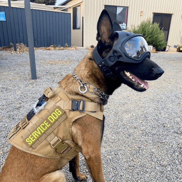 NEW K-9 Protective ARMOR Gear DARK FIGHTER Helmet Photos GIFs Taz Dog