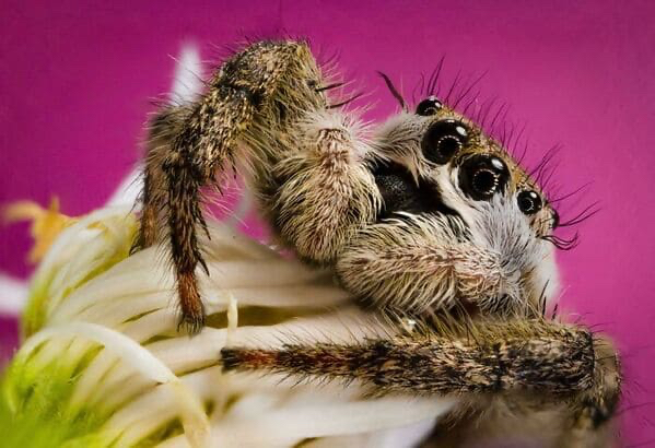 Spiders So Cute Theyll Cure Your Arachnophobia 2725
