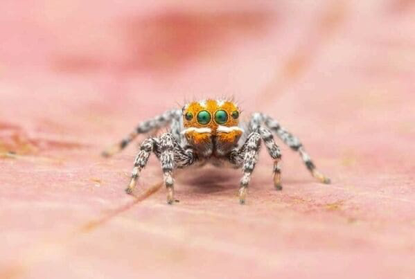 Spiders So Cute Theyll Cure Your Arachnophobia 2667