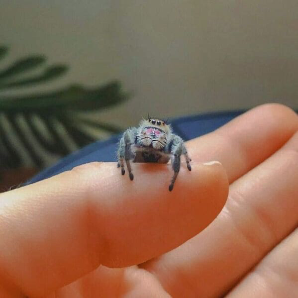 Spiders So Cute Theyll Cure Your Arachnophobia 8629