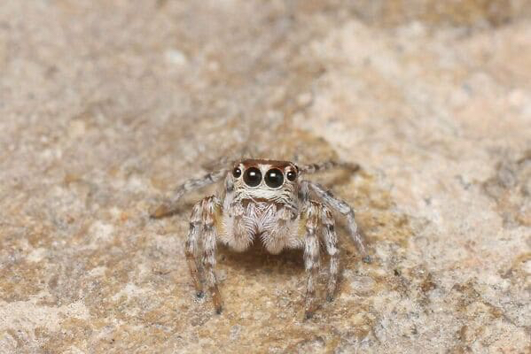 Spiders So Cute Theyll Cure Your Arachnophobia 4853
