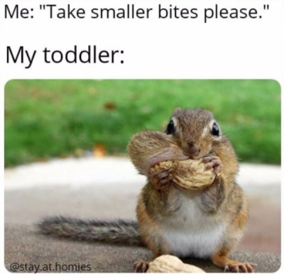 evil squirrel memes