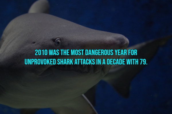 Bloody Fascinating Shark Attack Facts