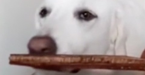 She picks her chew sticks like fine cigars (Video)