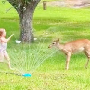 Bambi is FAWNd of running through a sprinkler (Video)