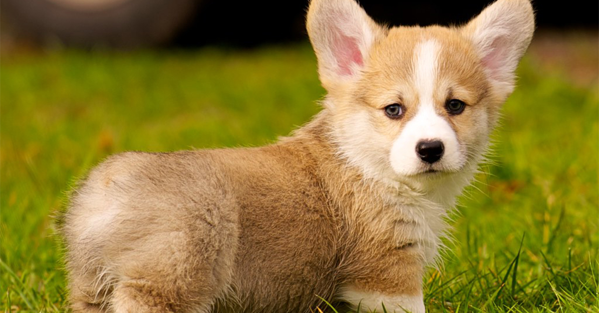 All Hail the Wiggle Butt! It's International Corgi Day