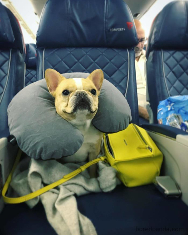 Grandparents spoiling dogs is a heartwarming overload of joy