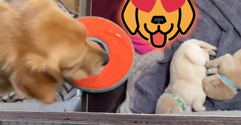 New mama tries to play with her 4-day-old pups (Video)