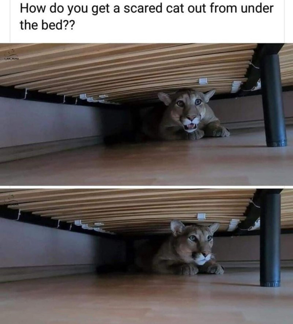 Cats will make you earn their love but these memes won't