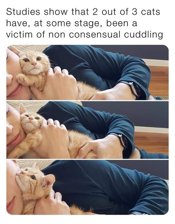 cat-studies-show-2-out-3-cats-have-at-some-stage-been-victim-non-consensual-cuddling.jpg