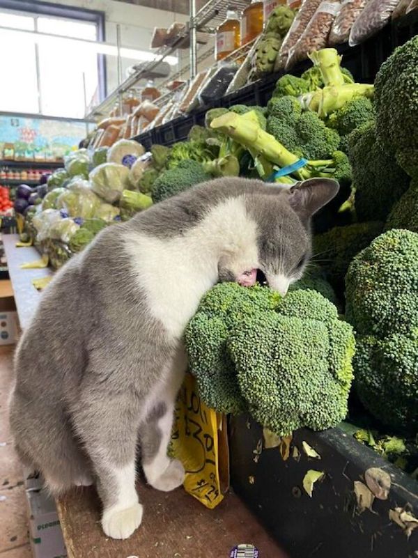 Cats in shops acting like they own the place