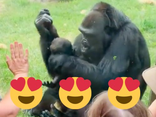 Even gorilla moms smother their kids with kisses (Video)