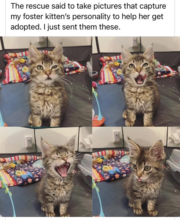 said-take-pictures-capture-my-foster-kittens-personality-help-her-get-adopted-just-sent-them-these.jpg