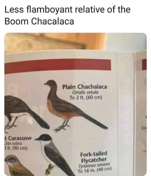 vetula-2-ft-60-cm-curassow-trax-rubra-3-