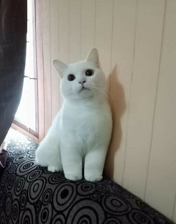 CATS WITH KANKLES