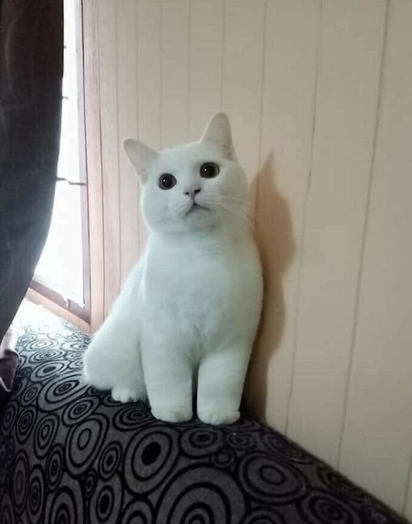 Kangle Cat CATS WITH KANKLES