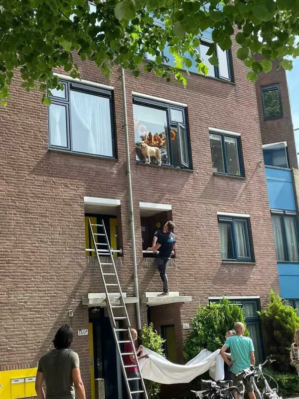 Animals stuck...need human help ASAP