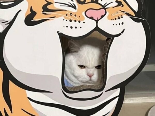 Cat Saturday Is Here Like a Cat in a Box