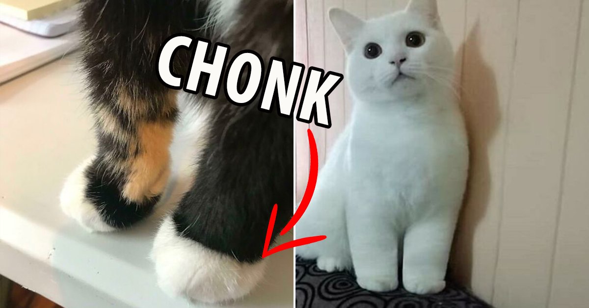 CATS WITH KANKLES