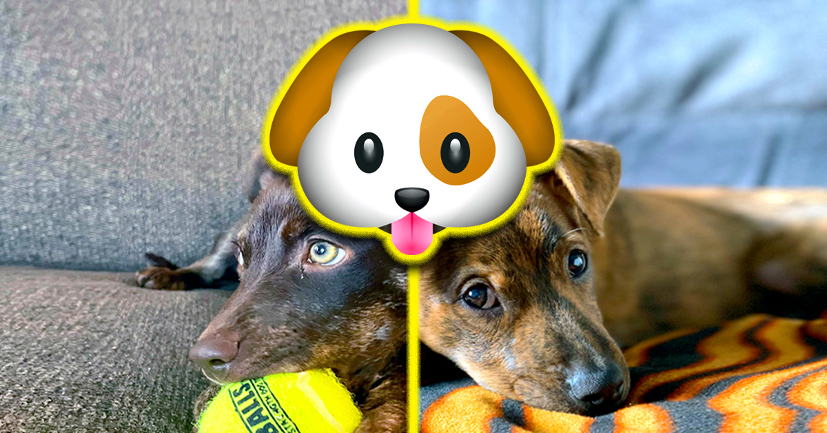 Animal rescue stories that'll fill the void in your heart theCHIVE