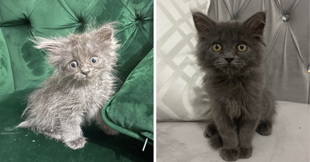 The before-and-after magic of cat adoption