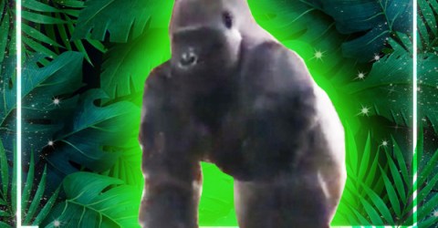 Not how we pictured a gorilla coming at us (Video)