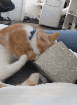 11 Dog Fails That Are Too Funny Not To Laugh At (Gifs) - I Can Has  Cheezburger?