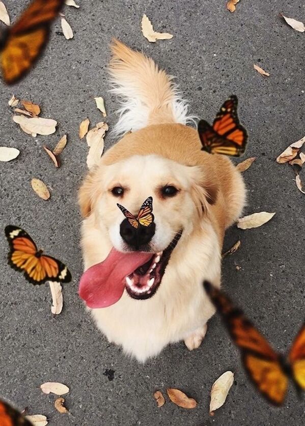 These Doggos Deserve All the Treats