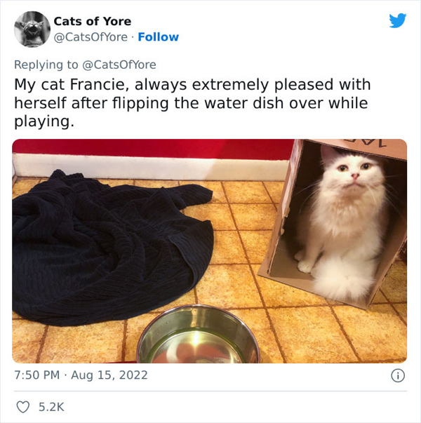 Pictures that prove that cats have been chaotic throughout time