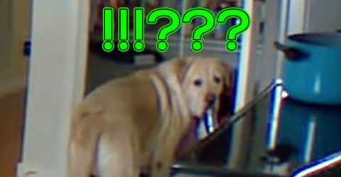 Dog confused about how he got caught stealing (Video)