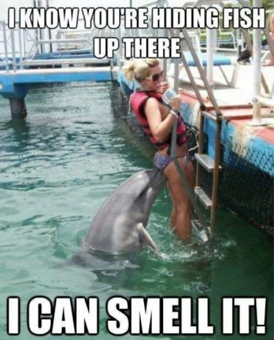 i wanna die dolphin meme