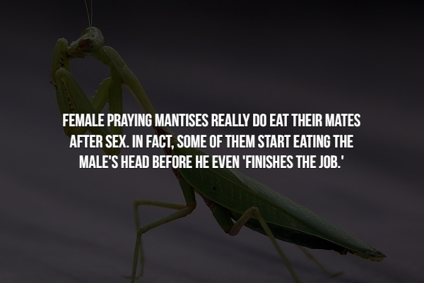 These Bug Facts Are Creeping Me Out