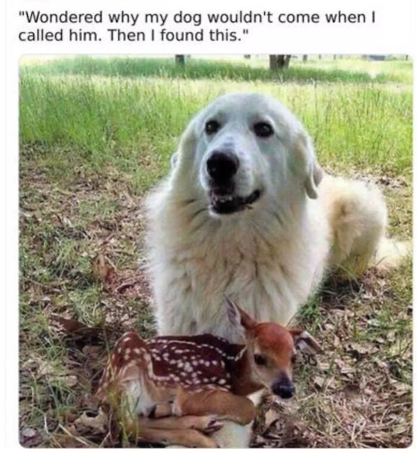 Animals are capable of very human qualities and we have the proof