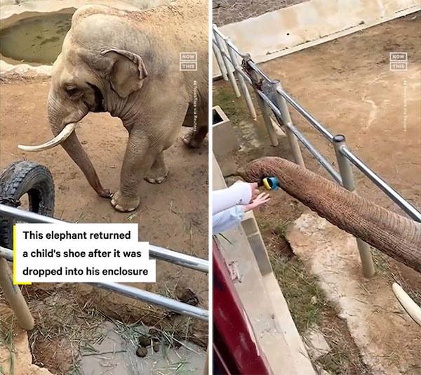 Animals are capable of very human qualities and we have the proof