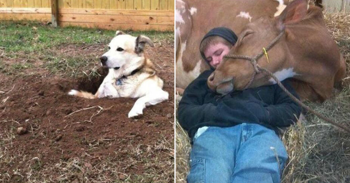 Animals are capable of very human qualities and we have the proof